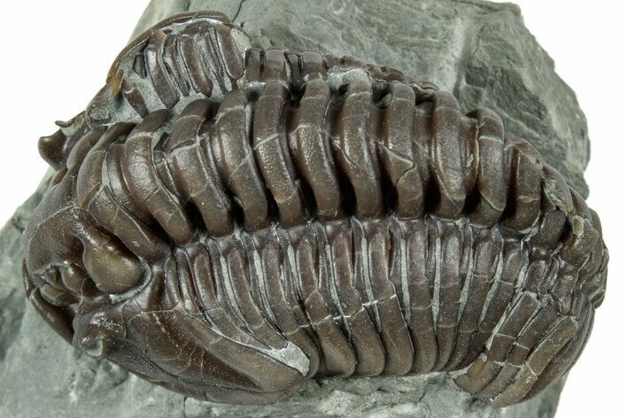 Curled Flexicalymene Trilobite - Ohio #319130